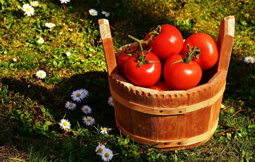 likopen zastosowanie w kosmetyce