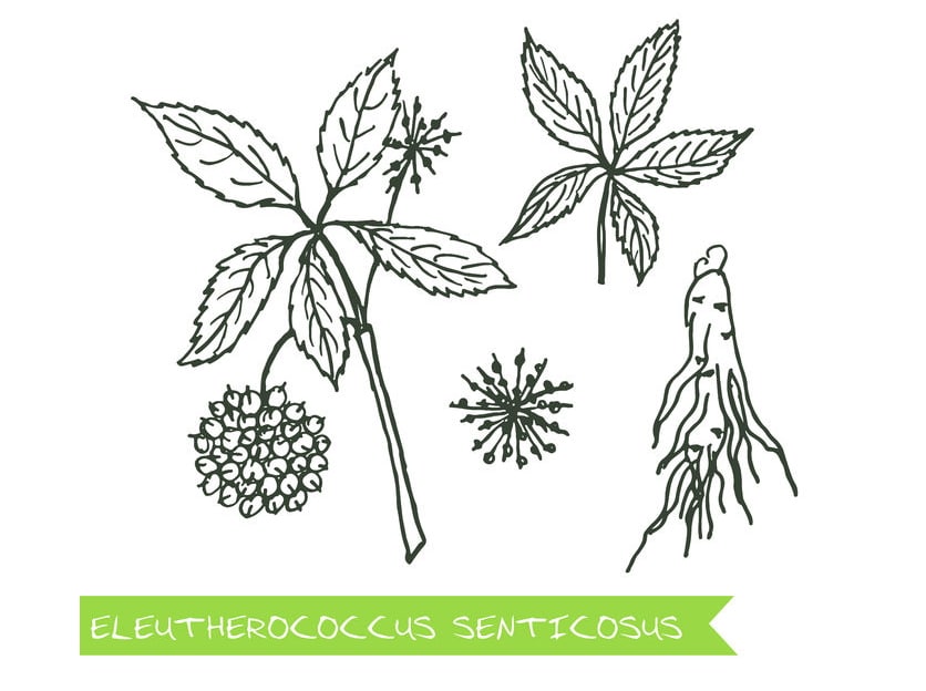 żeń szeń syberyjski właściwości