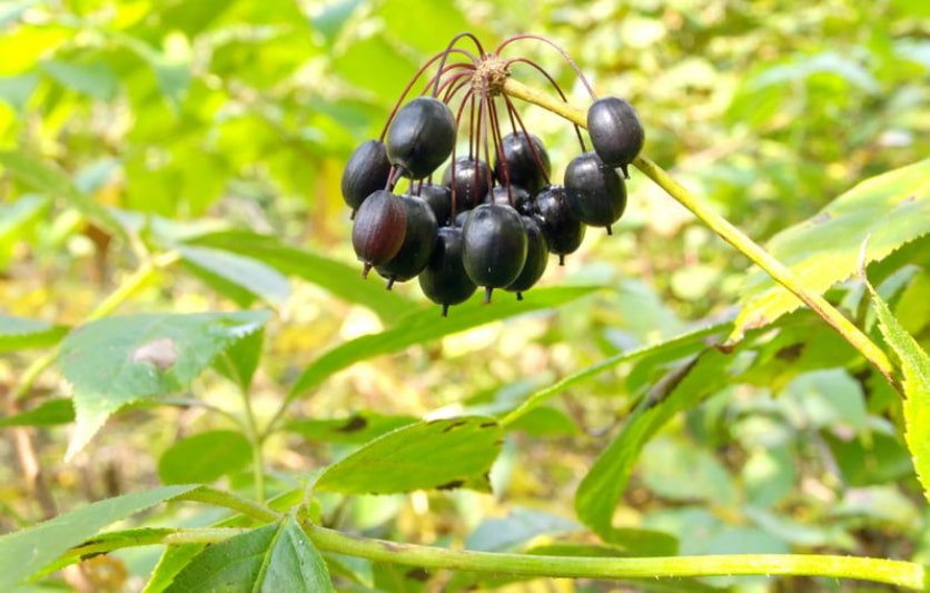 żeń-szeń syberyjski zioła