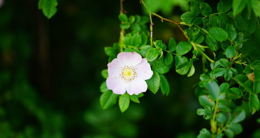 dzika róża właściwości