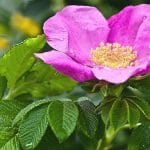 Syrop z płatków róży - właściwości i domowy przepis kwiat dzikiej róży