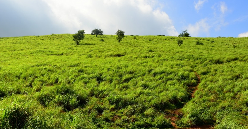 łąka trawy cytrynowej