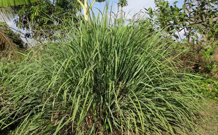 lecznicze właściwości trawy cytrynowej