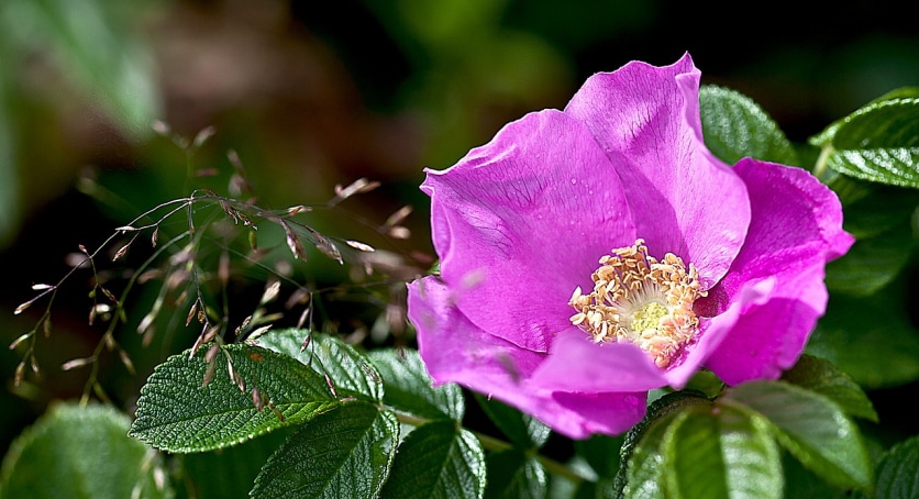 płatki na syrop z róży