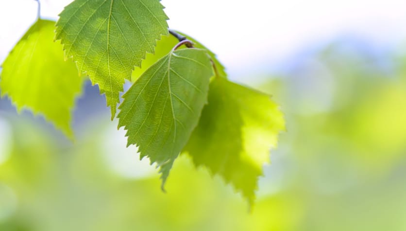 gałązki brzozy fińskiej