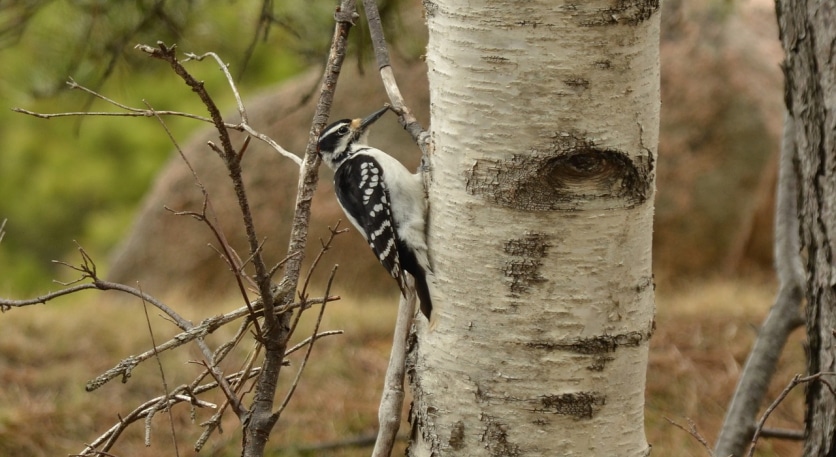 właściwości lecznicze ksylitolu fińskiego
