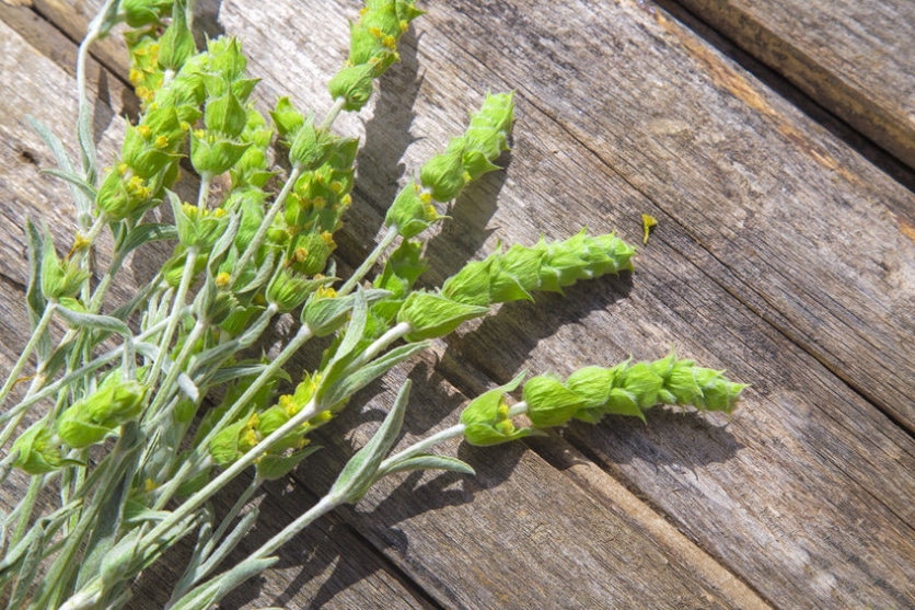 zastosowanie lecznicze gojnika