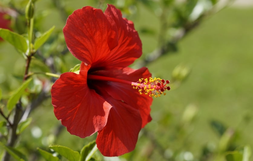 właściwości zdrowotne hibiskusa