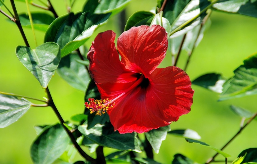 ziele hibiskusa