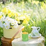 Czy fusy z kawy i herbaty można stosować jako nawóz? fusy z kawy i herbaty jako nawóz