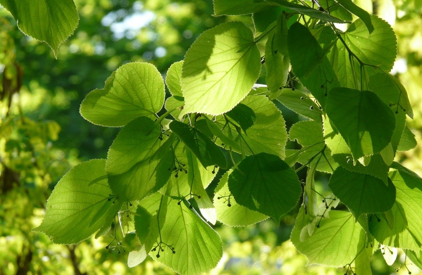 działanie herbaty lipowej