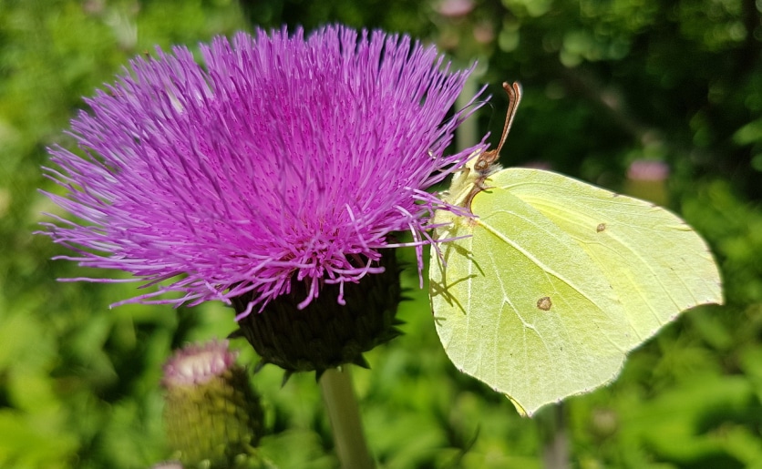 działanie lecznicze ostropestu plamistego