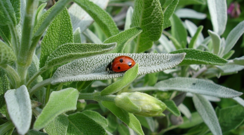 szałwia lekarska działanie lecznicze