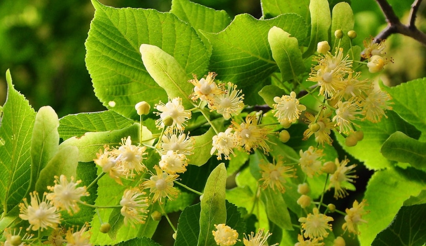 właściwości herbaty z lipy