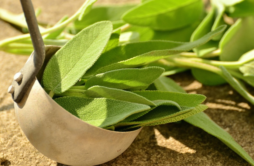 właściwości lecznicze szałwii lekarskiej