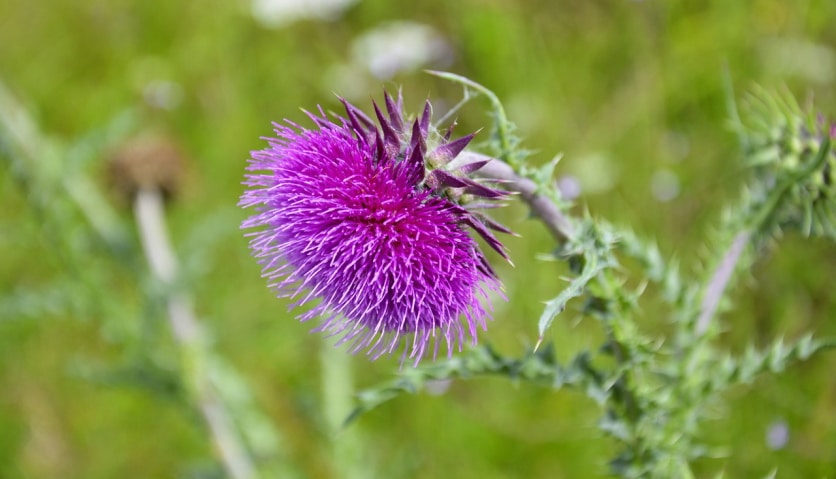 wspomaganie wątroby ostropestem