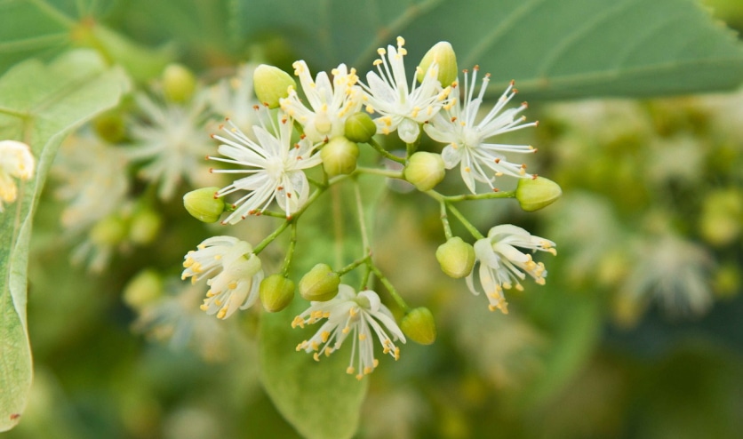 zastosowanie herbaty z lipy