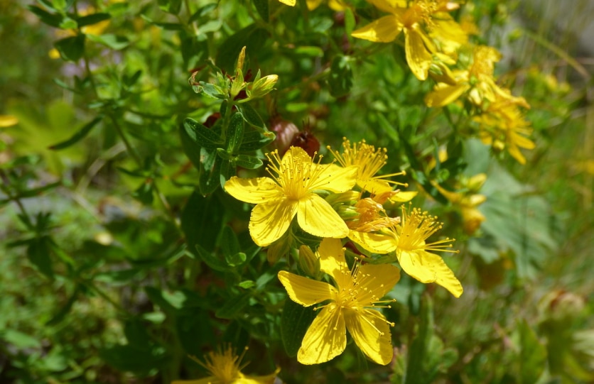 Dziurawiec zwyczajny – właściwości, działanie i przeciwwskazania