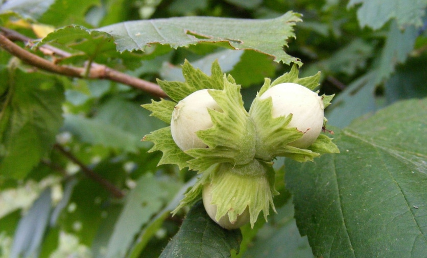 uprawa orzechów laskowych