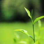 Herbata Akbar - urzekający napój ze Sri Lanki herbata akbar ceylon