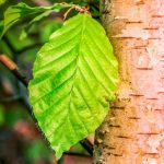 Ksylitol, czyli cukier brzozowy i jego właściwości ksylitol