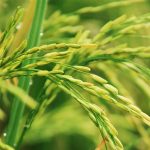 Mąka ryżowa - właściwości i zastosowanie mąka ryżowa