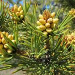 Miód spadziowy - właściwości i zastosowanie miód spadziowy