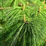 Syrop z pędów sosny - właściwości, działanie i dawkowanie syrop z pędów sosny
