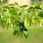 Miód lipowy - właściwości, wartości odżywcze i zastosowanie miód lipowy