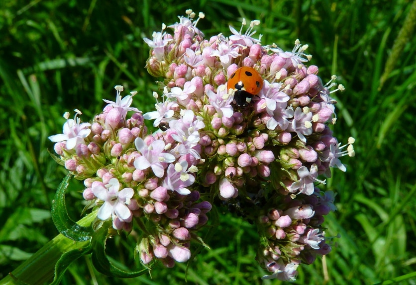 zioła waleriana