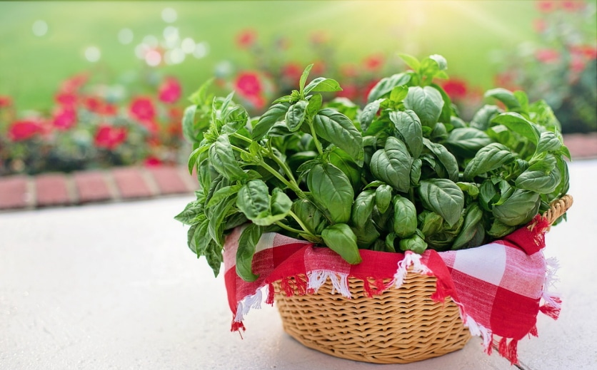 zioła odchudzające