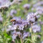 Miód faceliowy - właściwości i zastosowanie miód faceliowy