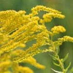 Miód nawłociowy - właściwości, działanie i zastosowanie miód nawłociowy