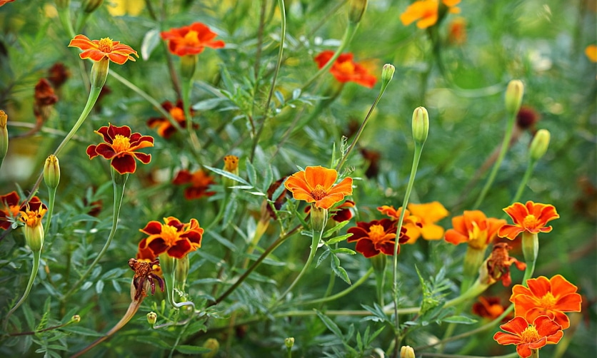 przeciwutleniacze naturalne