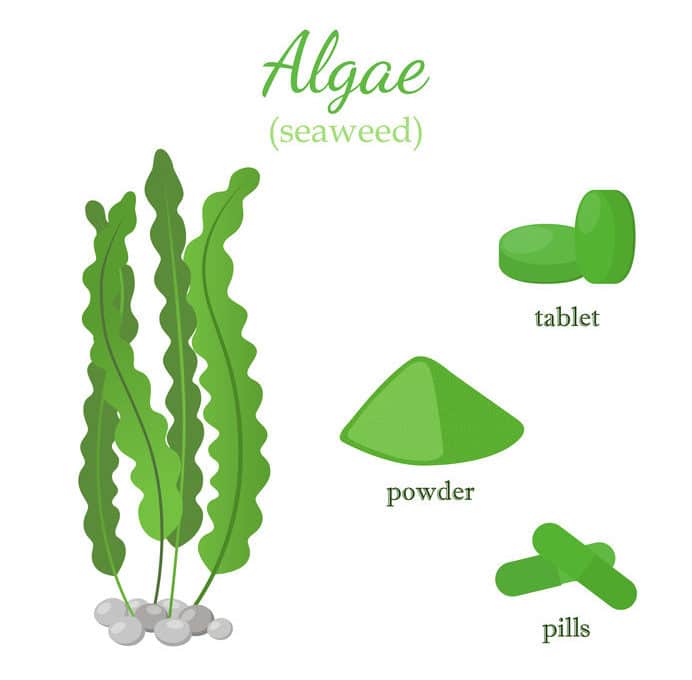 Spirulina – właściwości, dawkowanie i opinie