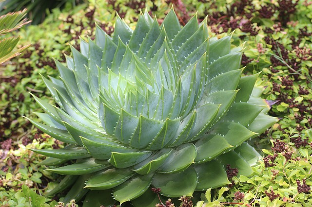 Aloes – właściwości, zastosowanie i opinie