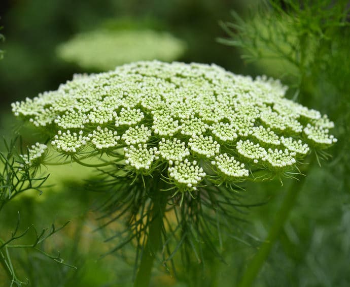 Aminek egipski – właściwości, działanie i zastosowanie