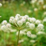 Arcydzięgiel litwor - właściwości i zastosowanie arcydzięgiel litwor