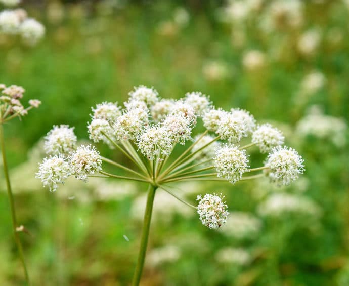 Arcydzięgiel litwor – właściwości i zastosowanie
