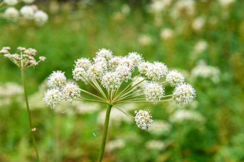 Arcydzięgiel litwor – właściwości i zastosowanie