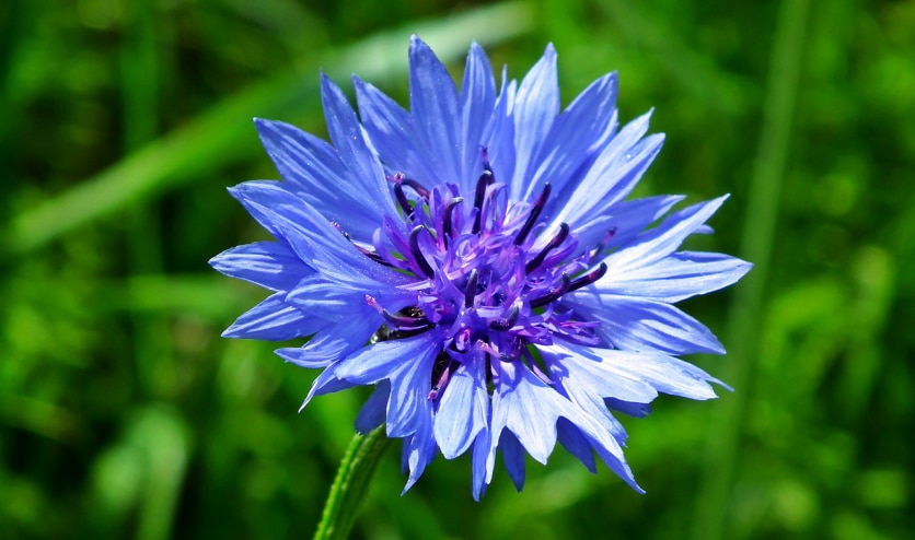 Centaurea cyanus
