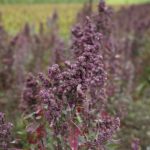 Komosa ryżowa - właściwości i przepisy z kaszą quinoa komosa ryżowa