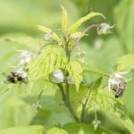 Miód malinowy - właściwości i zastosowanie zdrowotne miód malinowy