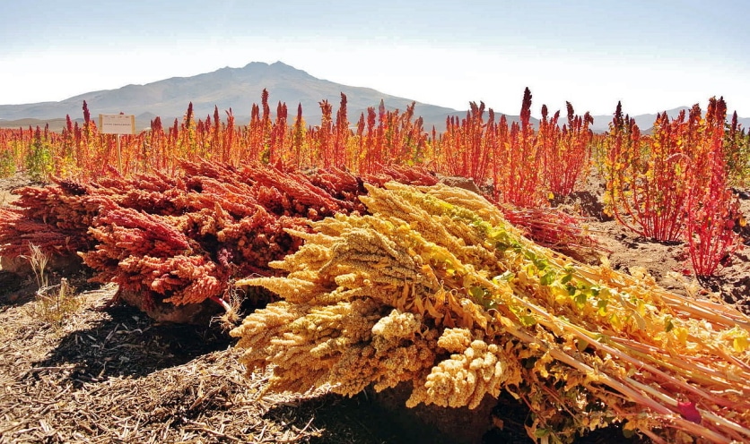 quinoa