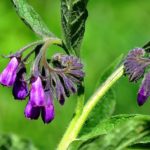 Żywokost - właściwości, zastosowanie i opinie żywokost