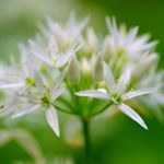 Czosnek niedźwiedzi – właściwości, zastosowanie i przepisy czosnek niedźwiedzi