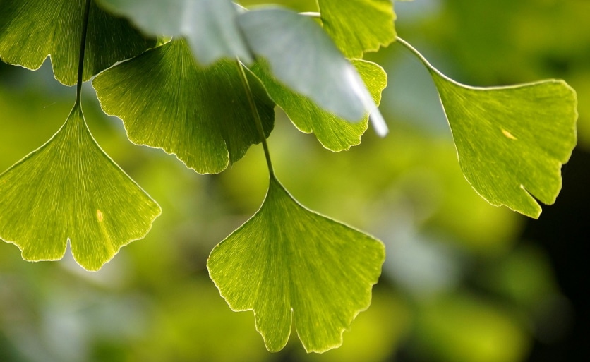 gingko biloba