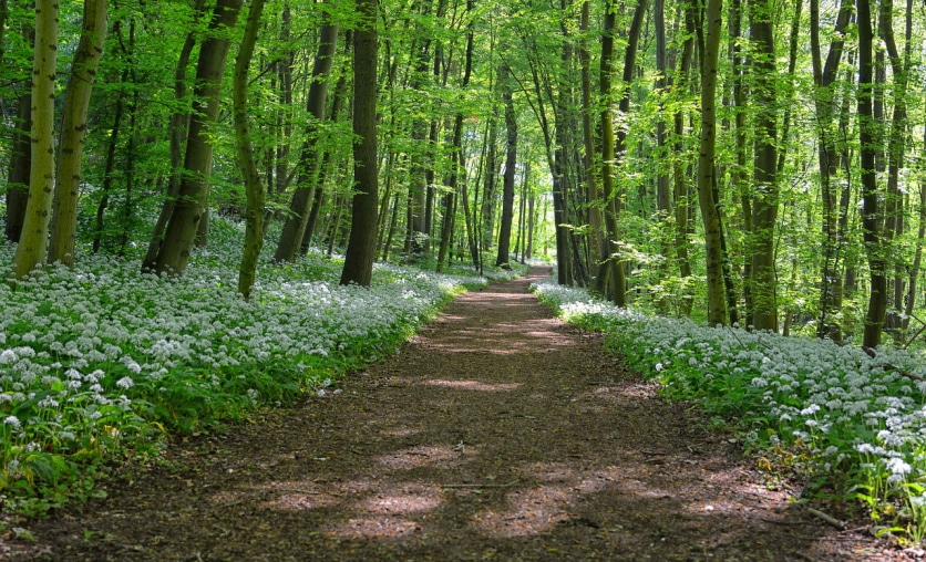 kwiaty dzikiego czosnku