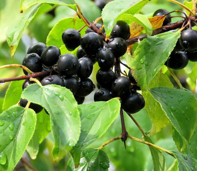 Szakłak pospolity – właściwości i zastosowanie