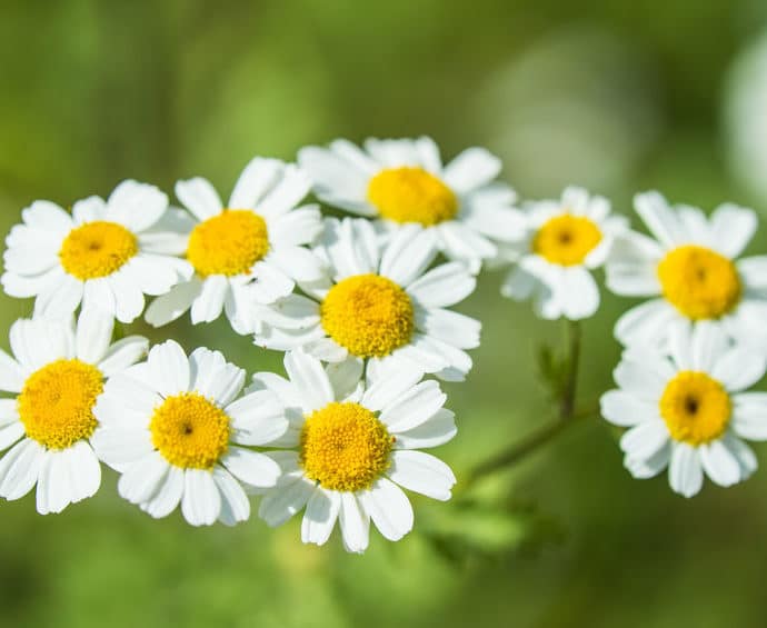 Złocień maruna – właściwości, przeciwwskazania i opinie